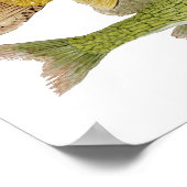 Poster voor zoetwatervis (Hoek)