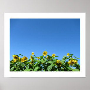 Poster voor zomerzonnige zonnebloemen