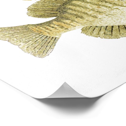 Poster voor zonnevis (Hoek)