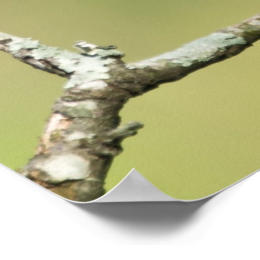 poster voor "Zuid kijken" Cedar Waxing (Hoek)