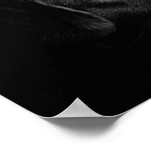 poster voor zwarte labrador (Hoek)