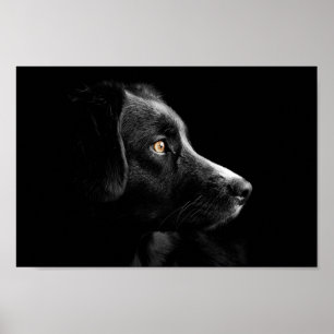 poster voor zwarte labrador