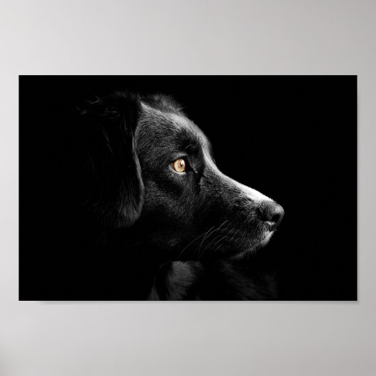poster voor zwarte labrador (Voorkant)