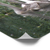 Poster voor zwemmers en cygnets (Hoek)