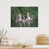Poster voor zwemmers en cygnets (Keuken)