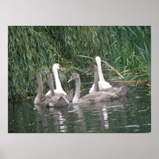 Poster voor zwemmers en cygnets (Voorkant)