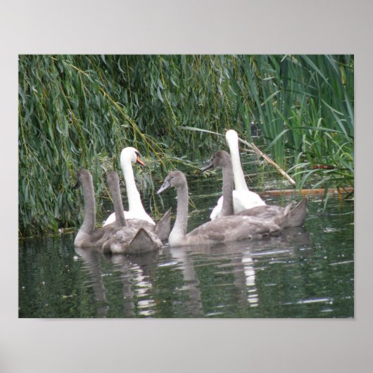 Poster voor zwemmers en cygnets (Voorkant)