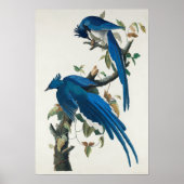  Poster Wall Art - Columbia Jay Bird (Voorkant)