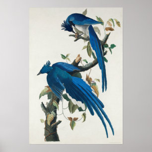  Poster Wall Art - Columbia Jay Bird