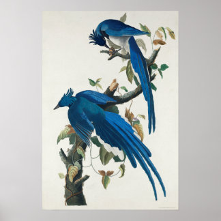 Poster Wall Art - Columbia Jay Bird