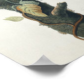  Poster Wall Art - Columbia Jay Bird (Hoek)