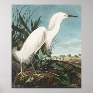 Poster Wall Art - White Egret