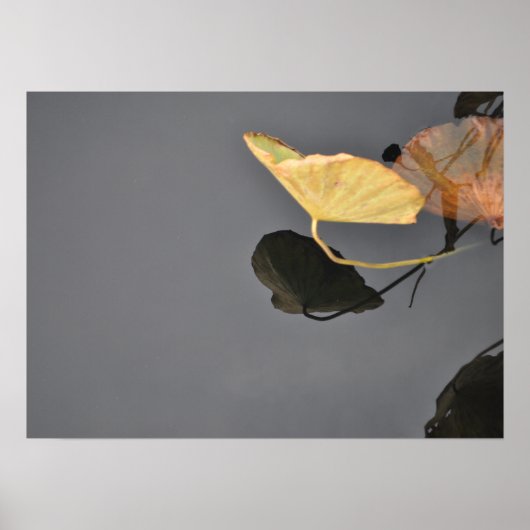 Poster waterlelies (Voorkant)