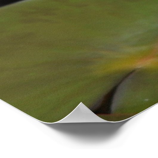 Poster waterlelies (Hoek)