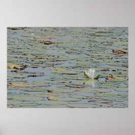 Poster Waterlily Pond Lake Flower I