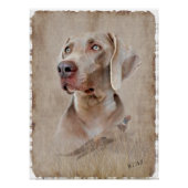 Poster Weimaraner (Voorkant)