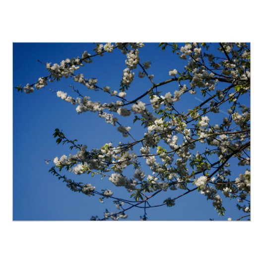 Poster - Weiße Kirschblüten vor blauem Himmel (Voorkant)