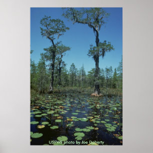 Poster/Wetlands, Okefenokee NWR Poster