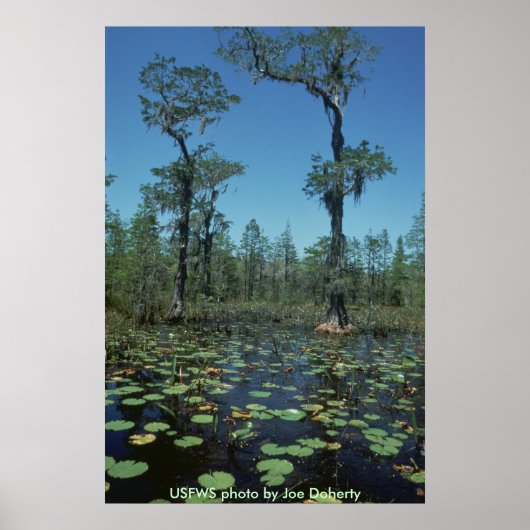 Poster/Wetlands, Okefenokee NWR Poster (Voorkant)