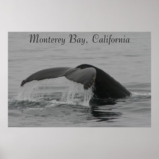 Poster, Whale Fluke, Monterey Poster (Voorkant)