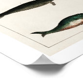 POSTER  WHALES ILLUSTRATION (Hoek)