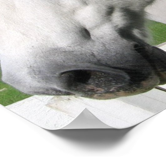 Poster White Horse Print (Hoek)