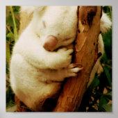 Poster White Koala Beer (Voorkant)