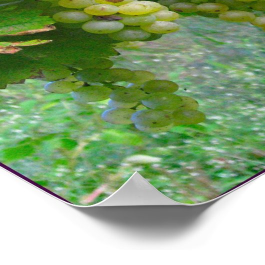 Poster wijndruiven (Hoek)