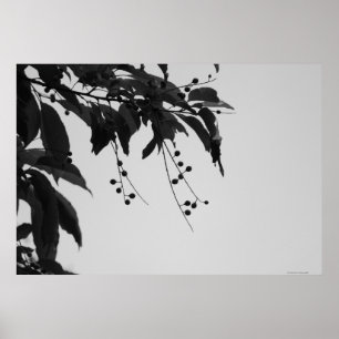 Poster Wild Cherries