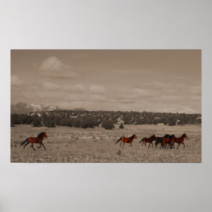 Poster wilde paarden
