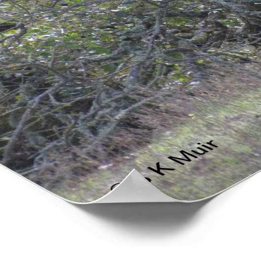 Poster - Witte alfaba (Hoek)