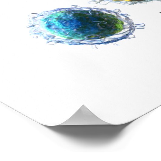 Poster Witte bloedcellen Leukocytendiagram (Hoek)