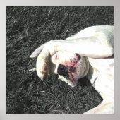 Poster Witte boxer (Voorkant)