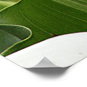 Poster, WITTE CALLA LILIES_ Horiz # 1 Poster (Hoek)