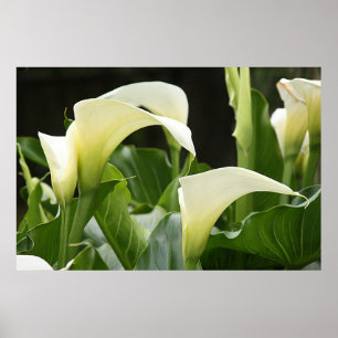 Poster, WITTE CALLA LILIES_ Horiz # 1 Poster
