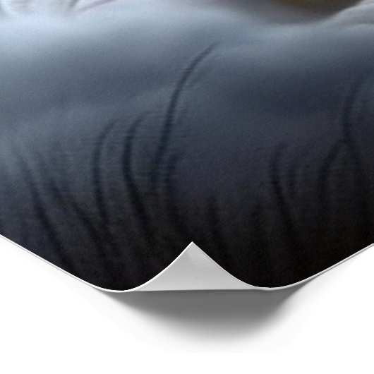 Poster Witte Fang (Hoek)