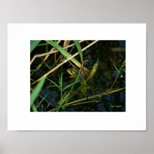 Poster (witte rand): mimetische kikker