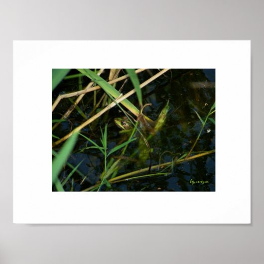 Poster (witte rand): mimetische kikker (Voorkant)