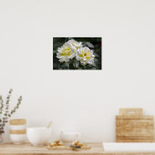 Poster Witte Roos Fotografie (Keuken)