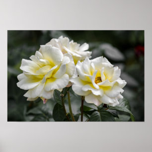 Poster Witte Roos Fotografie