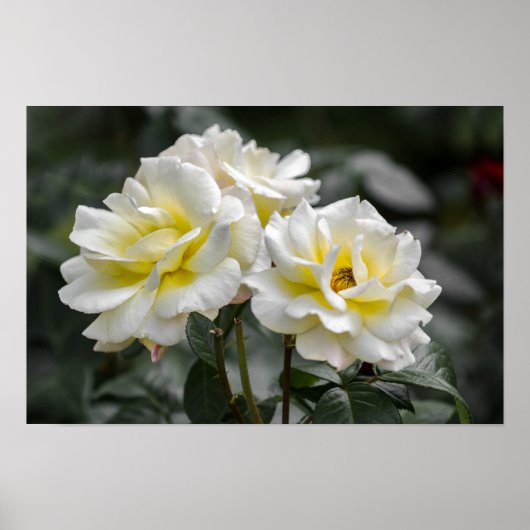 Poster Witte Roos Fotografie (Voorkant)