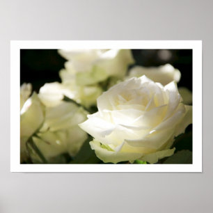 Poster witte rozen