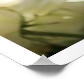 Poster witte rozen (Hoek)