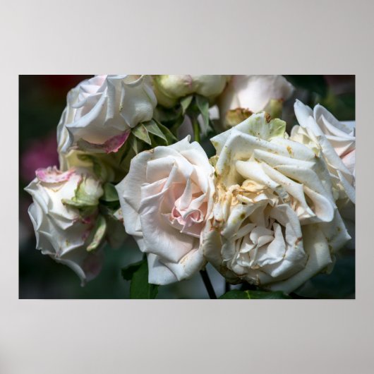 Poster Witte Rozen in Bloei Fotografie (Voorkant)