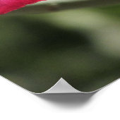 Poster woestijnRoos (Hoek)