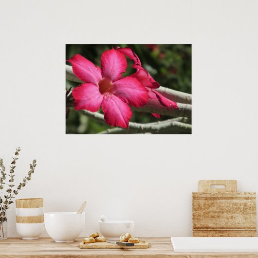 Poster woestijnRoos (Keuken)