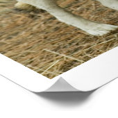 Poster Wolf Center (Hoek)