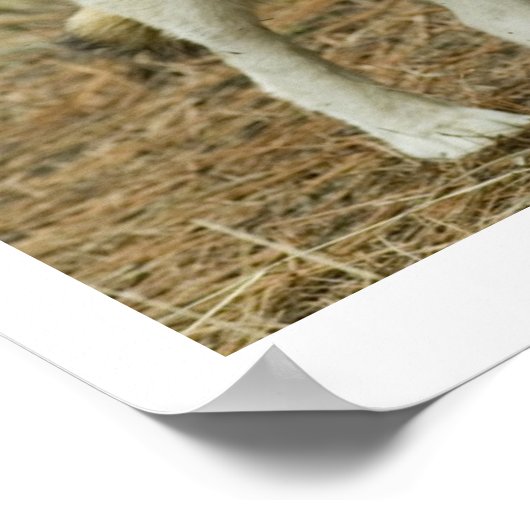 Poster Wolf Center (Hoek)