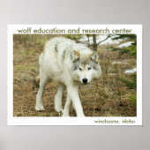 Poster Wolf Center (Voorkant)