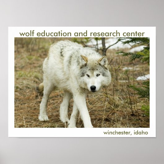 Poster Wolf Center (Voorkant)